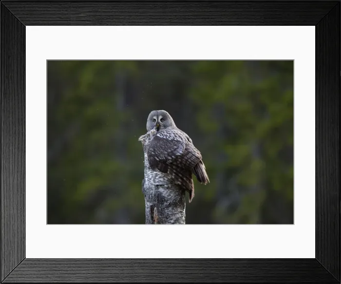Framed Print : Picture No. 11672944