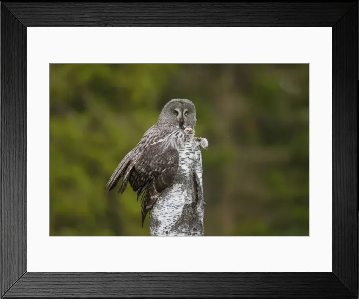 Framed Print : Picture No. 11672945 Framed Print : Picture No. 11672945