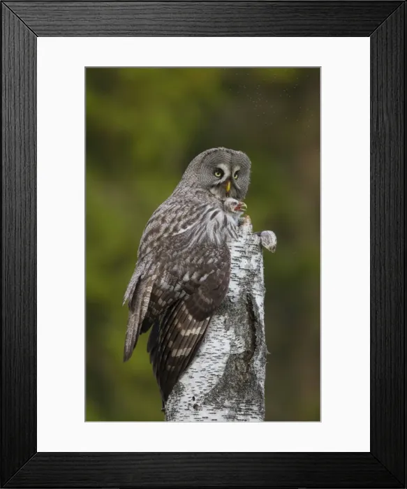 Framed Print : Picture No. 11672946 Framed Print : Picture No. 11672946