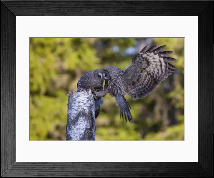Framed Print : Picture No. 11672948 Framed Print : Picture No. 11672948