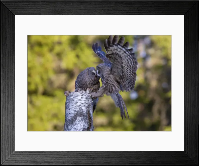 Framed Print : Picture No. 11672949 Framed Print : Picture No. 11672949