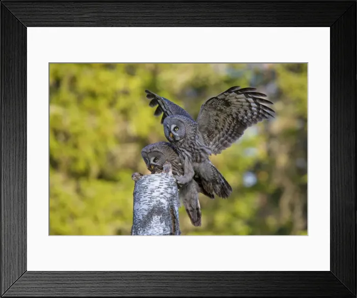 Framed Print : Picture No. 11672950 Framed Print : Picture No. 11672950