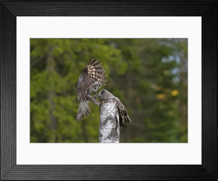Framed Print : Picture No. 11672951 Framed Print : Picture No. 11672951