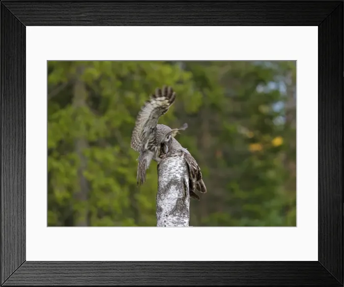 Framed Print : Picture No. 11672952 Framed Print : Picture No. 11672952