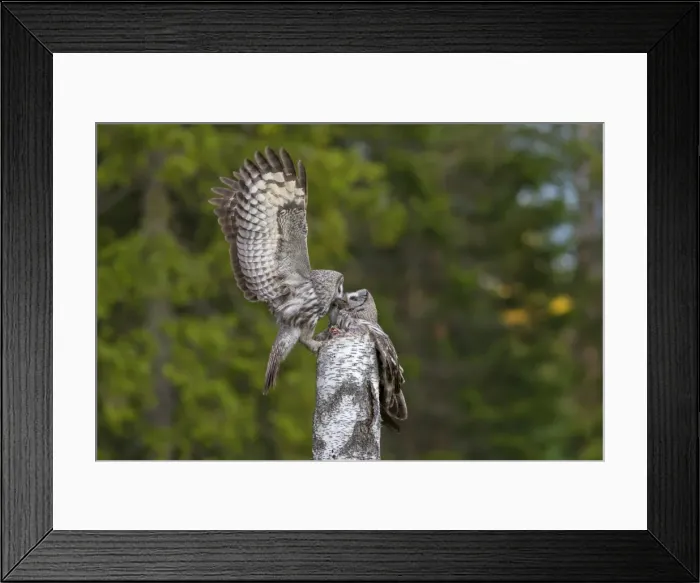 Framed Print : Picture No. 11672953 Framed Print : Picture No. 11672953