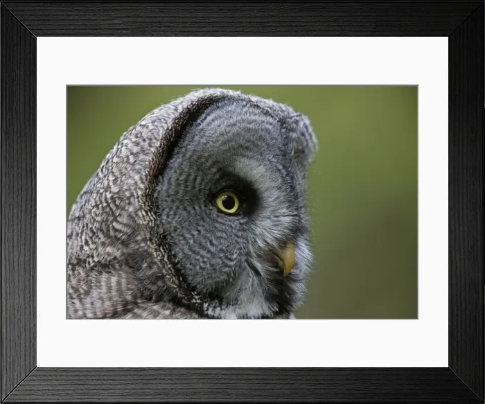 Framed Print : Picture No. 11672954 Framed Print : Picture No. 11672954