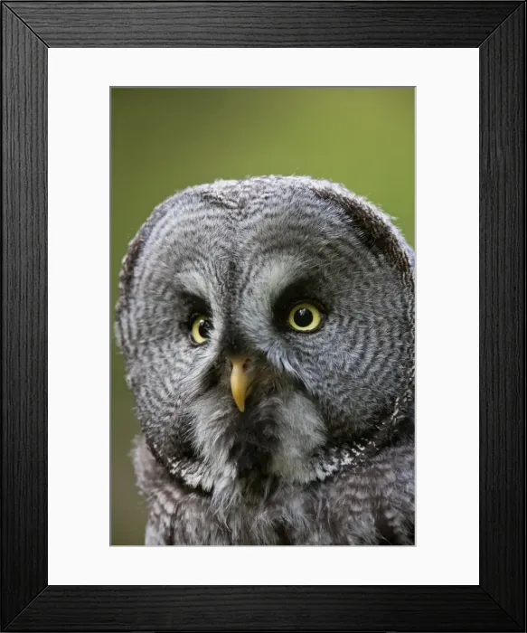 Framed Print : Picture No. 11672955
