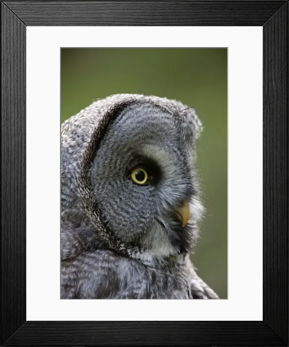Framed Print : Picture No. 11672956 Framed Print : Picture No. 11672956
