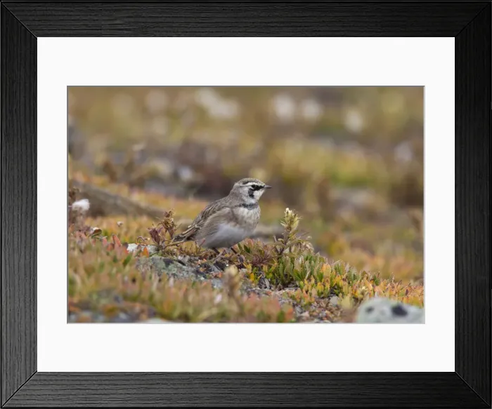 Framed Print : Picture No. 11672966 Framed Print : Picture No. 11672966