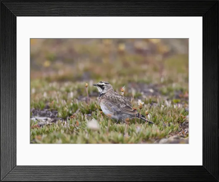 Framed Print : Picture No. 11672967 Framed Print : Picture No. 11672967