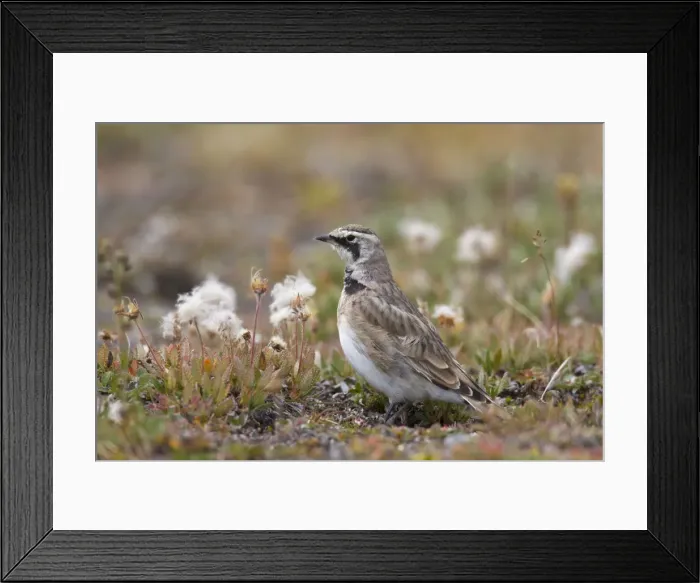 Framed Print : Picture No. 11672968 Framed Print : Picture No. 11672968