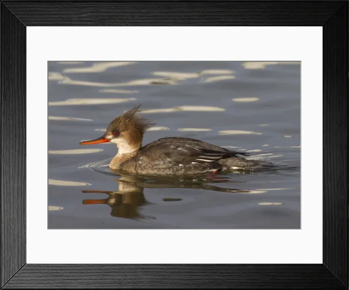 Framed Print : Picture No. 11672972 Framed Print : Picture No. 11672972