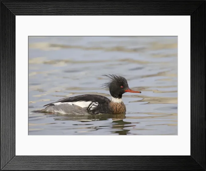 Framed Print : Picture No. 11672974 Framed Print : Picture No. 11672974