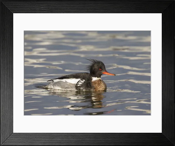 Framed Print : Picture No. 11672975 Framed Print : Picture No. 11672975