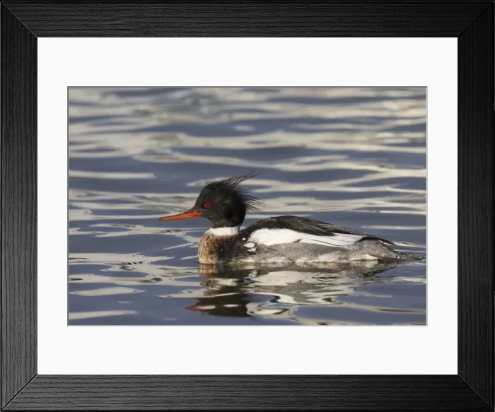 Framed Print : Picture No. 11672976 Framed Print : Picture No. 11672976