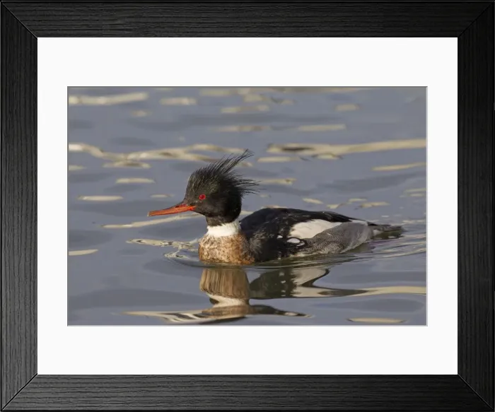 Framed Print : Picture No. 11672977 Framed Print : Picture No. 11672977