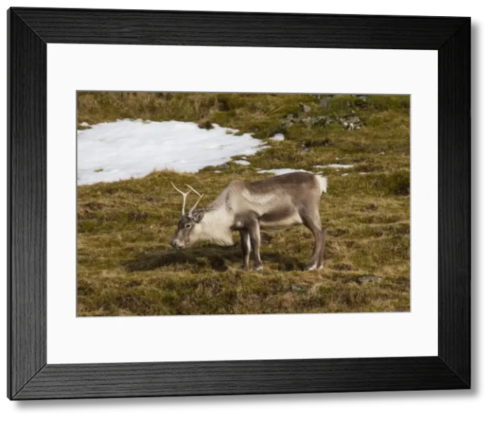 Framed Print : Picture No. 11672978 Framed Print : Picture No. 11672978