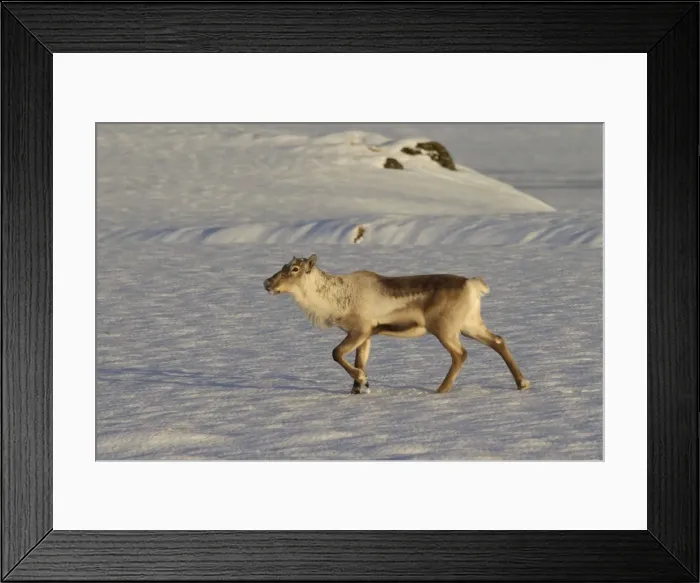 Framed Print : Picture No. 11672979 Framed Print : Picture No. 11672979