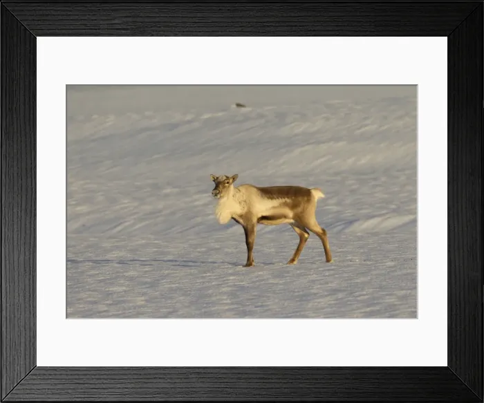 Framed Print : Picture No. 11672980 Framed Print : Picture No. 11672980