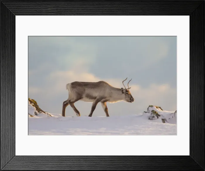 Framed Print : Picture No. 11672982 Framed Print : Picture No. 11672982
