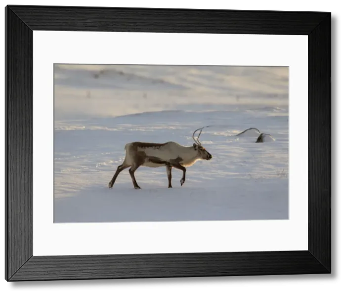 Framed Print : Picture No. 11672983 Framed Print : Picture No. 11672983