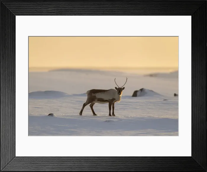 Framed Print : Picture No. 11672984 Framed Print : Picture No. 11672984