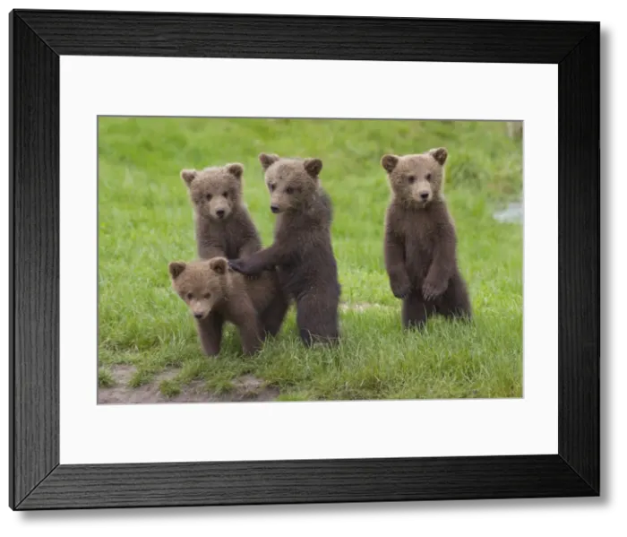 Framed Print : Picture No. 11672995 Framed Print : Picture No. 11672995