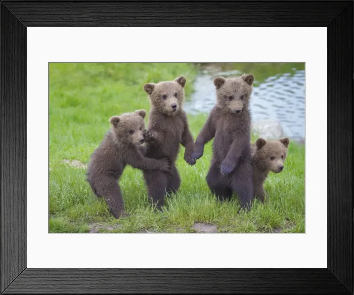 Framed Print : Picture No. 11672997 Framed Print : Picture No. 11672997