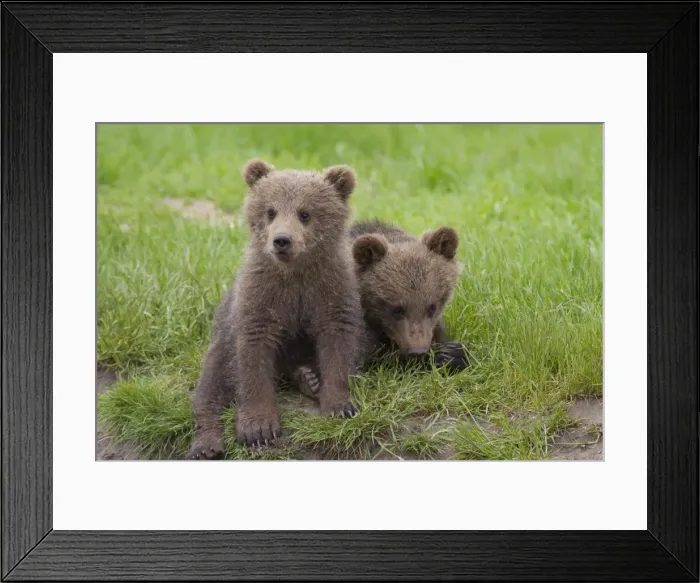 Framed Print : Picture No. 11672998 Framed Print : Picture No. 11672998