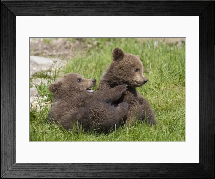 Framed Print : Picture No. 11672999 Framed Print : Picture No. 11672999