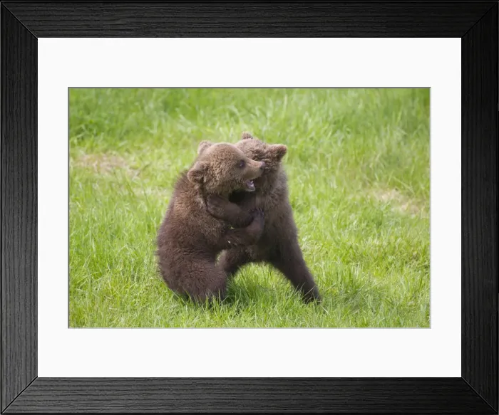 Framed Print : Picture No. 11673000 Framed Print : Picture No. 11673000