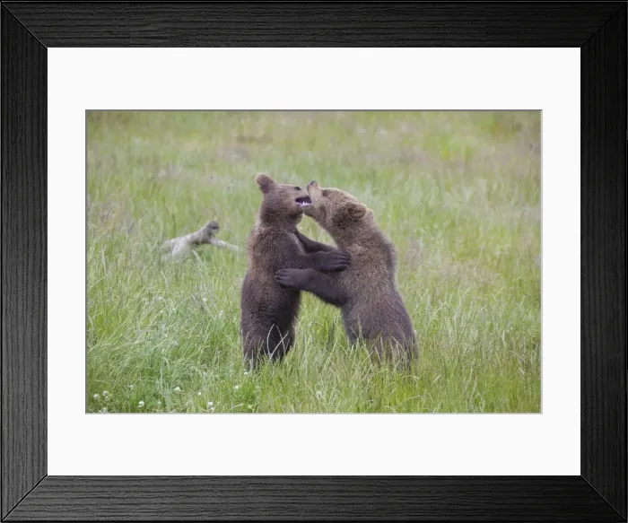 Framed Print : Picture No. 11673004 Framed Print : Picture No. 11673004
