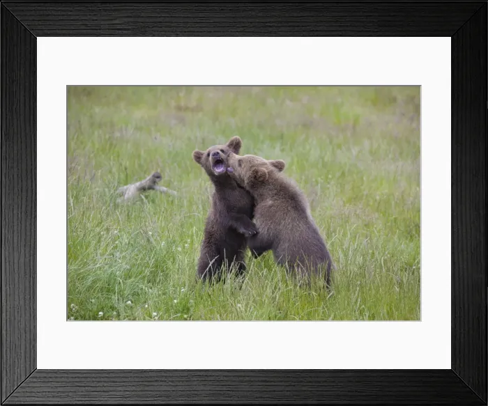 Framed Print : Picture No. 11673005 Framed Print : Picture No. 11673005