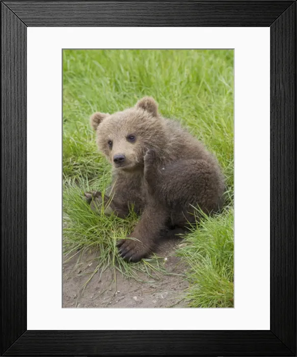 Framed Print : Picture No. 11673006 Framed Print : Picture No. 11673006