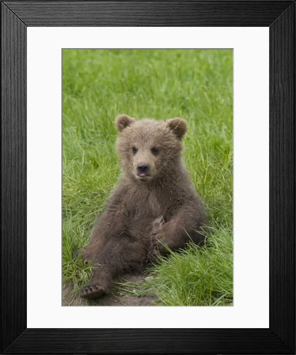 Framed Print : Picture No. 11673007 Framed Print : Picture No. 11673007