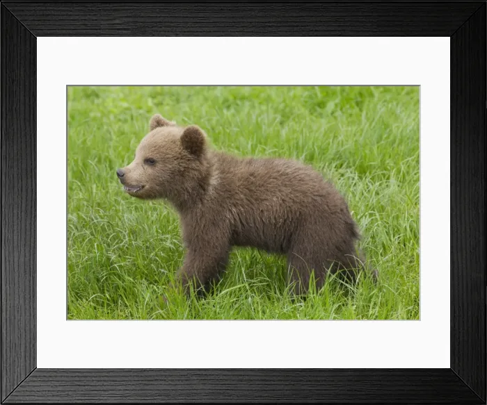 Framed Print : Picture No. 11673008 Framed Print : Picture No. 11673008