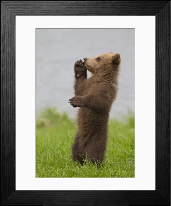 Framed Print : Picture No. 11673011 Framed Print : Picture No. 11673011