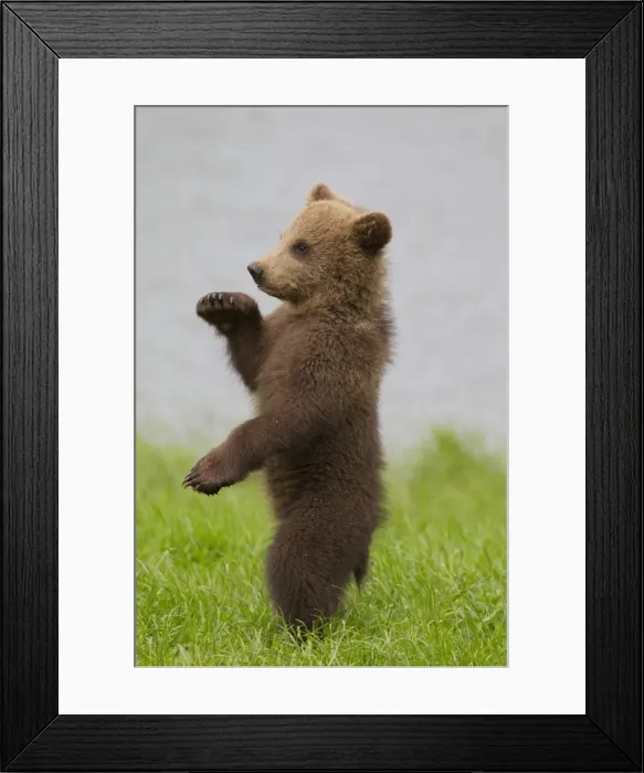 Framed Print : Picture No. 11673014 Framed Print : Picture No. 11673014