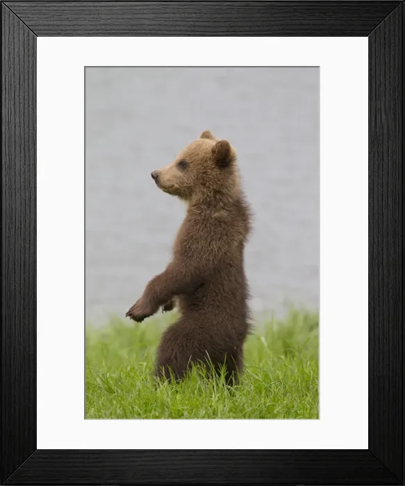 Framed Print : Picture No. 11673015 Framed Print : Picture No. 11673015