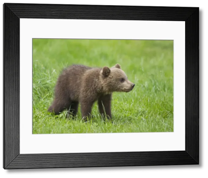 Framed Print : Picture No. 11673018 Framed Print : Picture No. 11673018