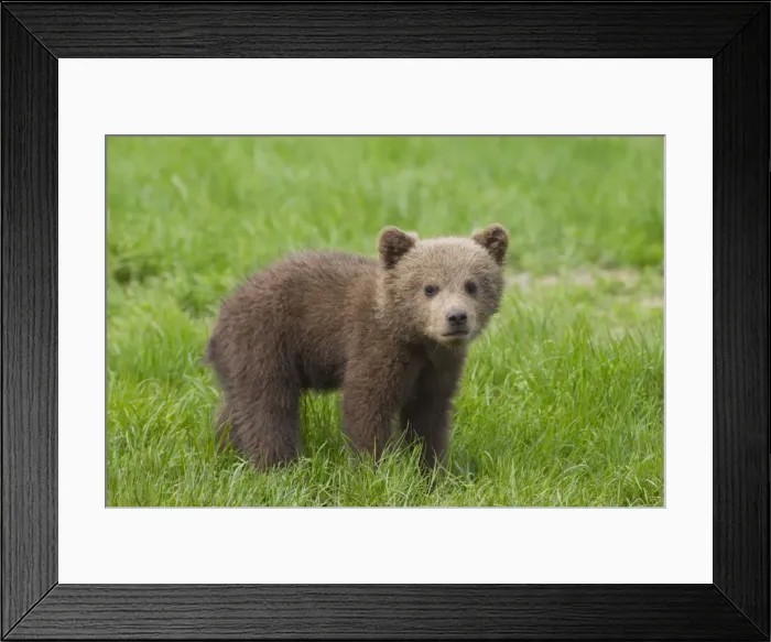 Framed Print : Picture No. 11673019 Framed Print : Picture No. 11673019