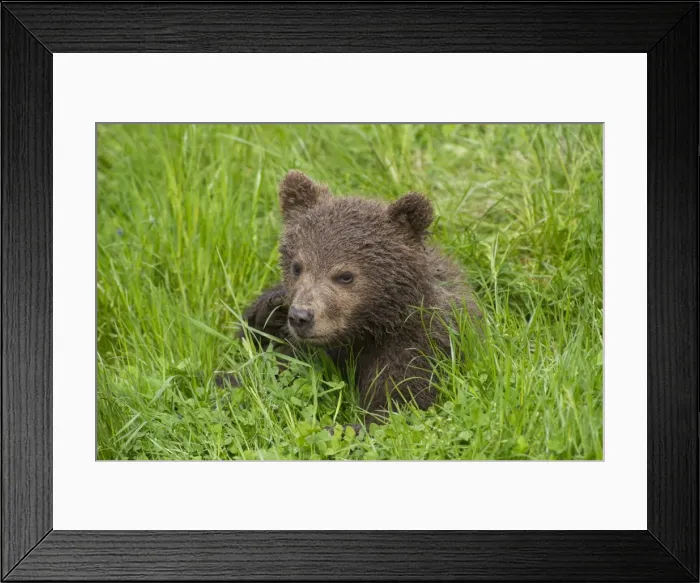 Framed Print : Picture No. 11673020 Framed Print : Picture No. 11673020