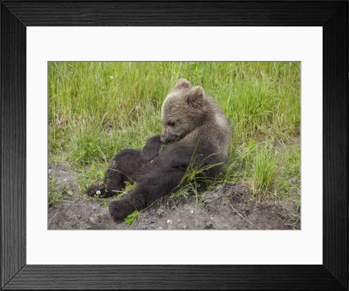 Framed Print : Picture No. 11673021 Framed Print : Picture No. 11673021