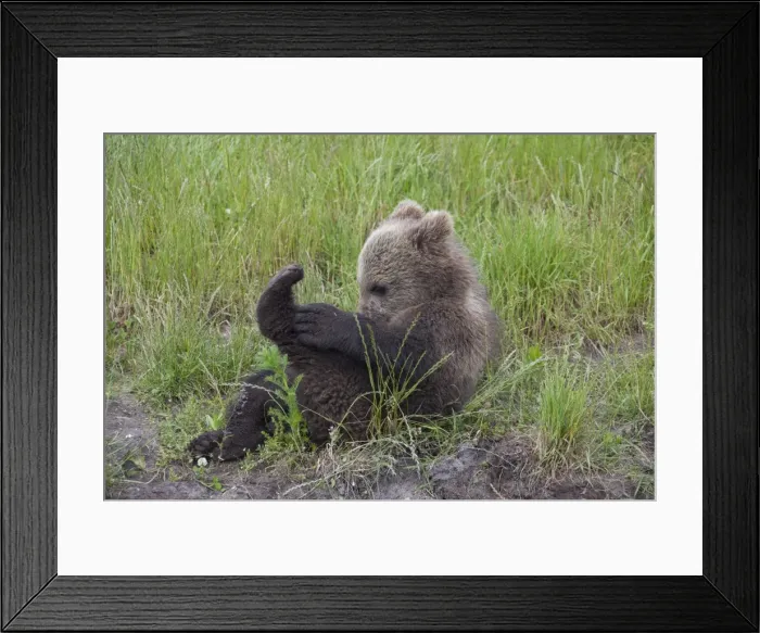 Framed Print : Picture No. 11673022 Framed Print : Picture No. 11673022
