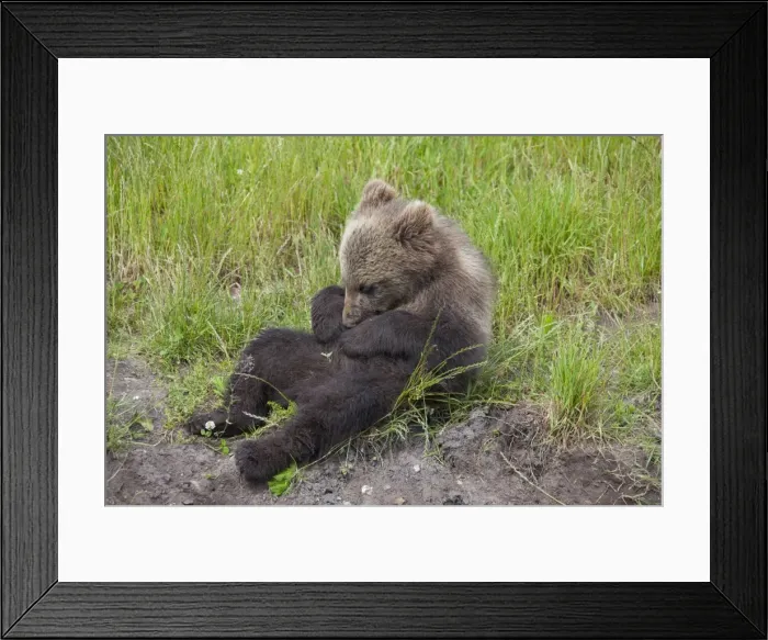 Framed Print : Picture No. 11673023 Framed Print : Picture No. 11673023