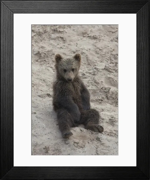 Framed Print : Picture No. 11673027 Framed Print : Picture No. 11673027