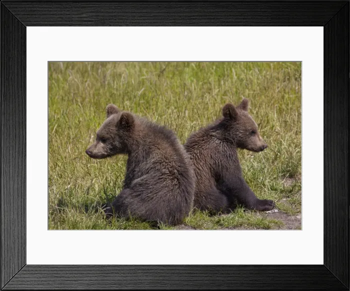 Framed Print : Picture No. 11673028 Framed Print : Picture No. 11673028