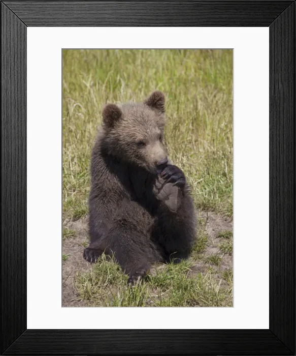 Framed Print : Picture No. 11673029 Framed Print : Picture No. 11673029