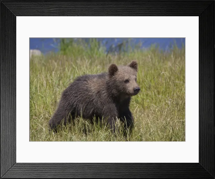 Framed Print : Picture No. 11673030 Framed Print : Picture No. 11673030