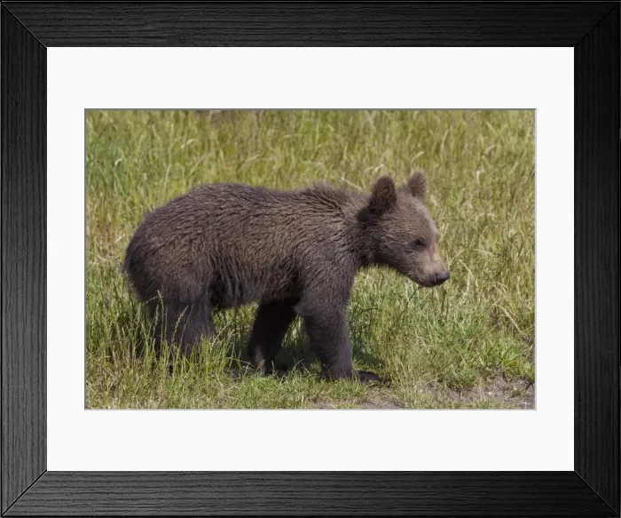 Framed Print : Picture No. 11673031 Framed Print : Picture No. 11673031